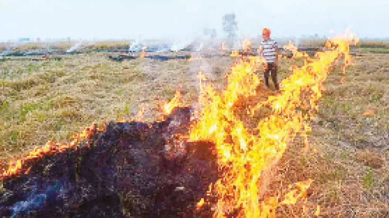 Farmers slam action against cultivators for stubble burning