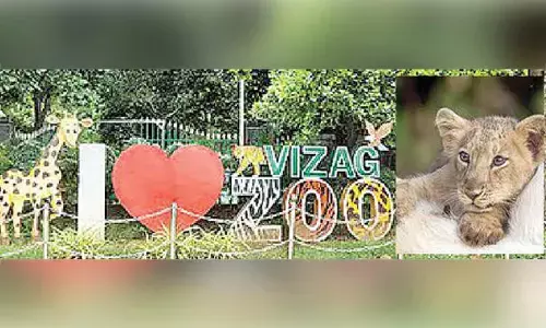 Two Asiatic lion cubs born at zoo