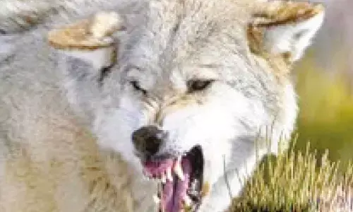 Elderly couple killed in suspected wolf attack