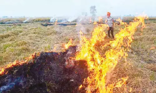 Farmers slam action against cultivators for stubble burning