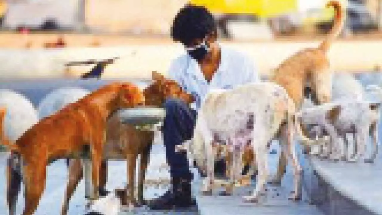 Udupi cracks down on stray dog feeding, enforces designated spots Udupi cracks down on stray dog feeding, enforces designated spots