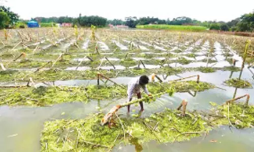 Haryana govt gives relief to flood-hit farmers
