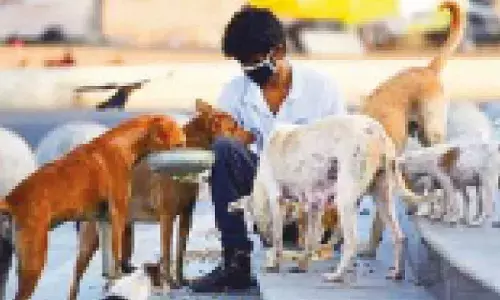 Udupi cracks down on stray dog feeding, enforces designated spots