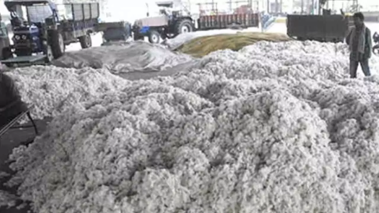 Govt operationalises record 550 cotton procurement centres across 11 states Govt operationalises record 550 cotton procurement centres across 11 states