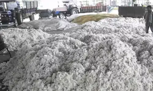 Govt operationalises record 550 cotton procurement centres across 11 states