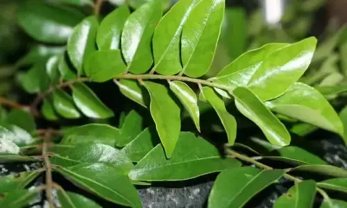 Smart Kitchen Hacks To Remove Pesticides From Curry Leaves Without Losing Their Flavour