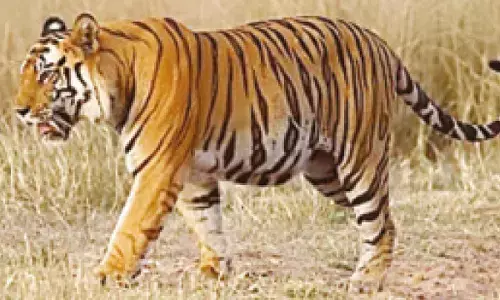 Tiger carcass found in Male Mahadeshwara sanctuary