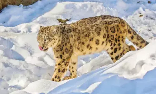 Snow leopard count up by 62 per cent in HP over four years
