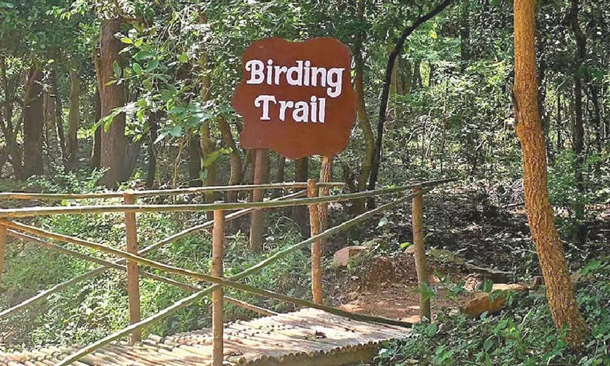 Birding Trail opens at Debrigarh Birding Trail opens at Debrigarh
