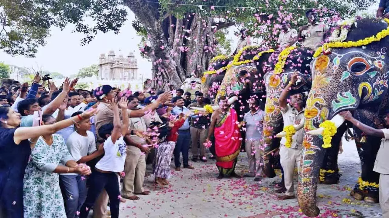 Mysuru Dasara elephants return to camps after successful Jamboo Savari Mysuru Dasara elephants return to camps after successful Jamboo Savari