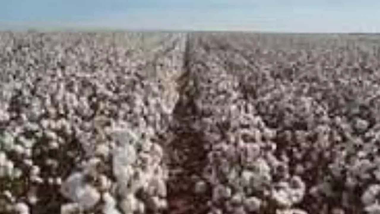 Support Price Remains Out of Reach as Cotton Procurement Delays Hit Farmers
