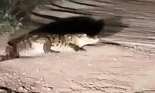 Panic among villagers as crocodiles roam on roads