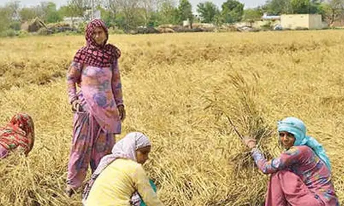 Haryana pays Rs 543.66 cr MSP to farmers for kharif crops