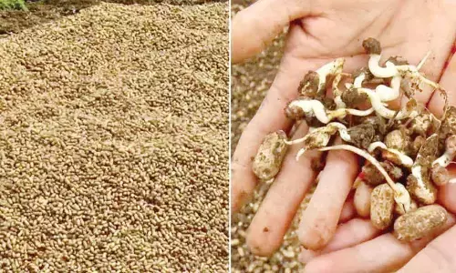 Heavy rains devastate groundnut crop in Haveri