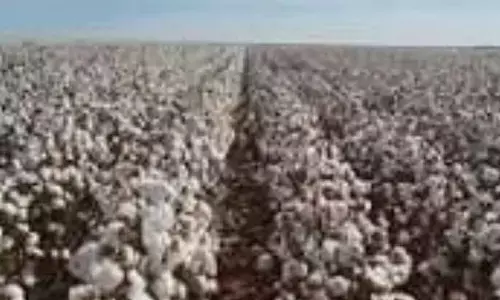 Support Price Remains Out of Reach as Cotton Procurement Delays Hit Farmers