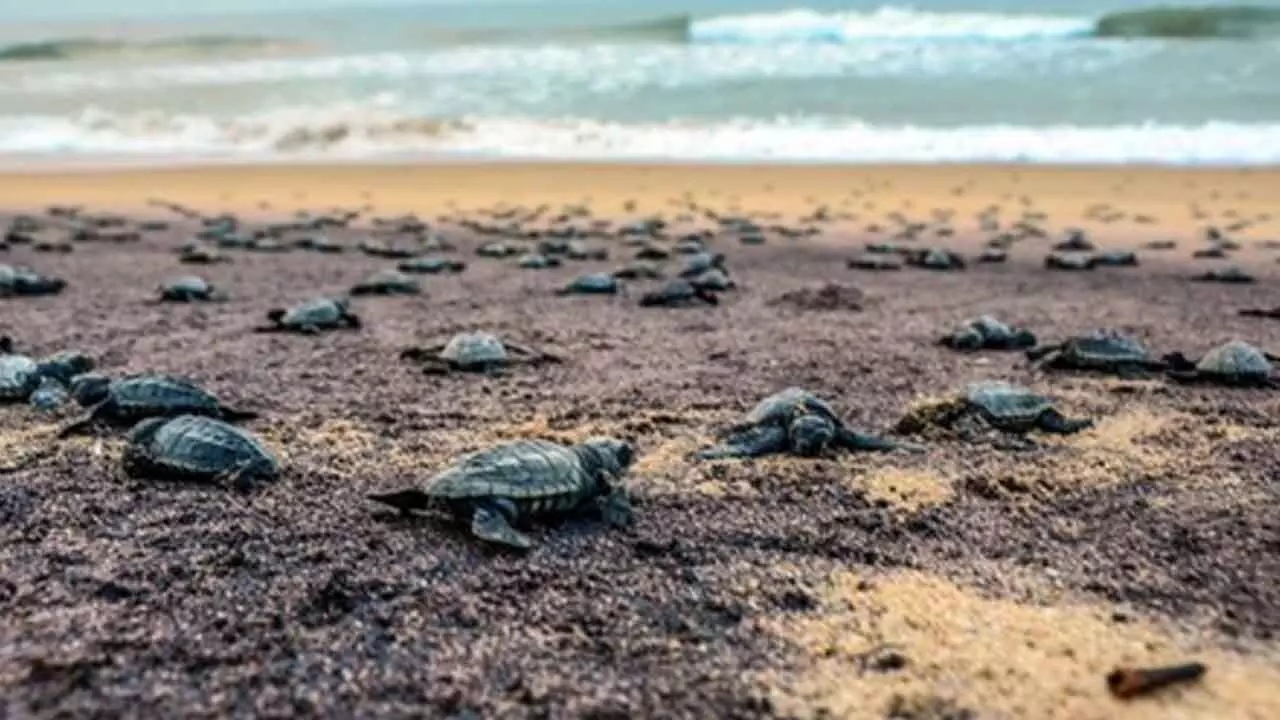 Chennai to launch elite marine patrol to safeguard coastline, sea turtles Chennai to launch elite marine patrol to safeguard coastline, sea turtles