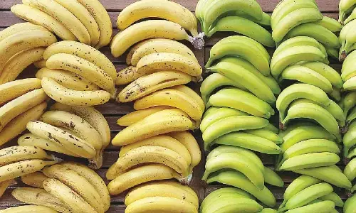 Menace of artificial fruit ripening in India