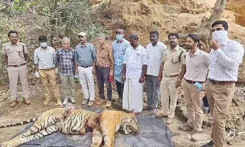 Tiger Killing at MM Hills: Suspect detained