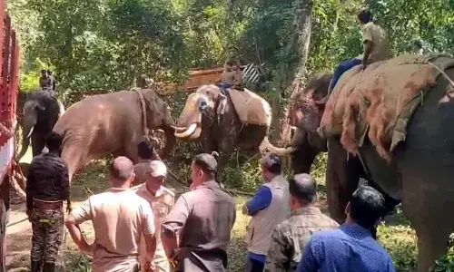 Rogue Elephant Captured After 18 Months of Havoc in Chikkamagaluru’s NR Pura Region