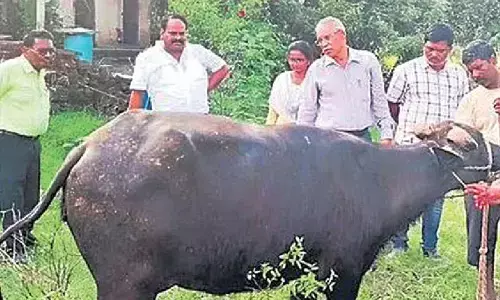 Farmers worry about cattle deaths