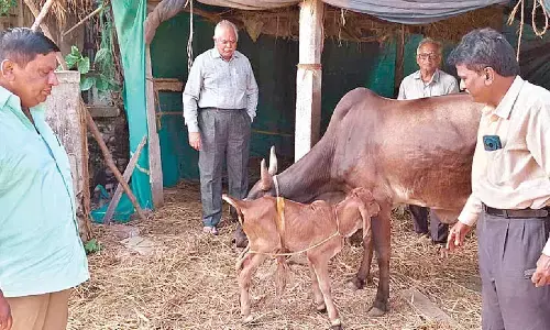 Calf born through IVF in Krishna district