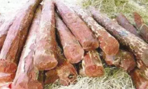 10 tonnes of red sandalwood smuggled from Tirupati seized