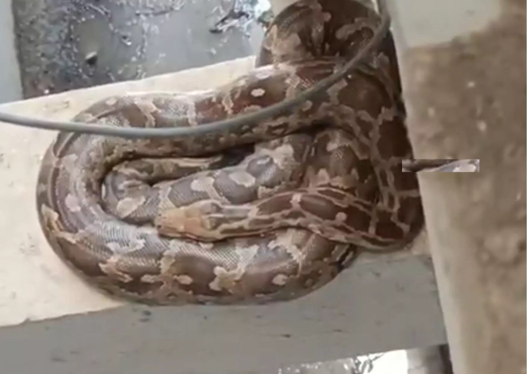 Giant Python Spotted in Bachupally Apartment! Safely Caught by Volunteers Giant Python Spotted in Bachupally Apartment! Safely Caught by Volunteers