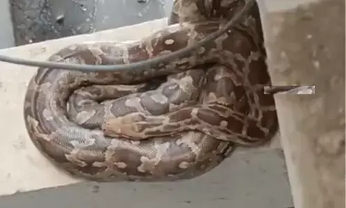 Giant Python Spotted in Bachupally Apartment! Safely Caught by Volunteers