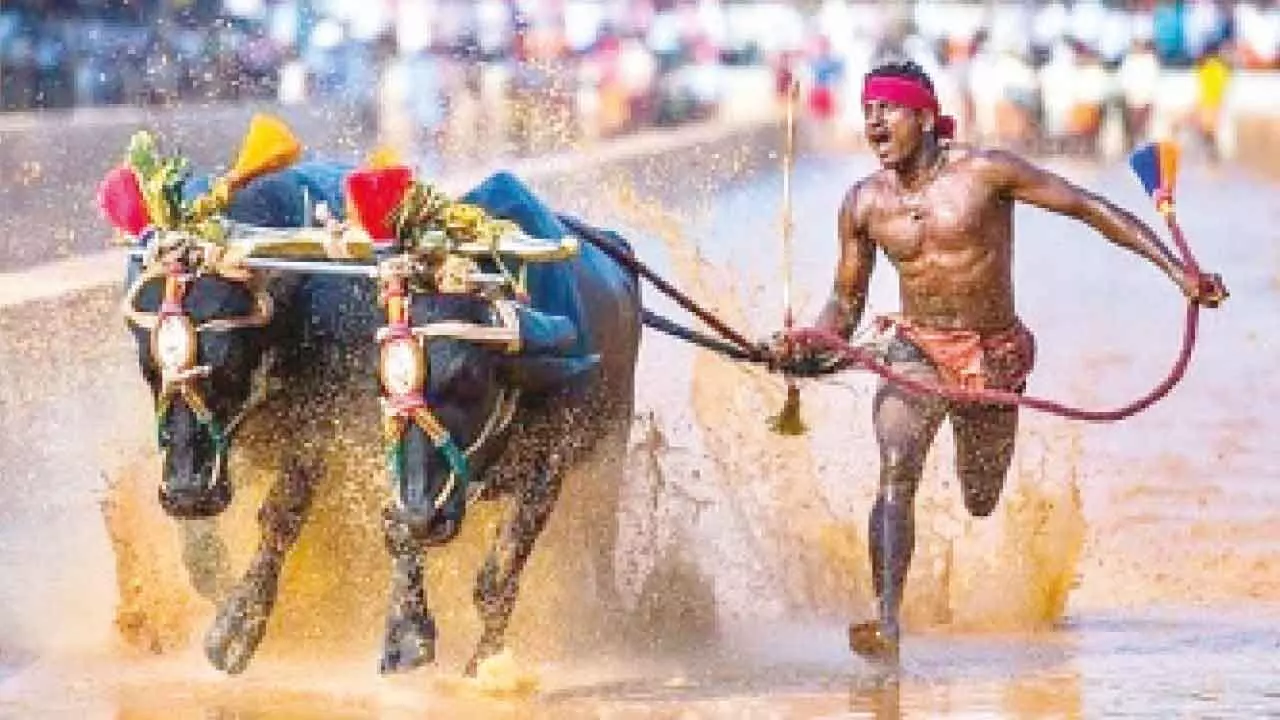 Kambala gets official recognition as a state sport Kambala gets official recognition as a state sport