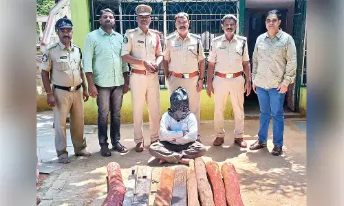 Nine red sanders logs seized, one held