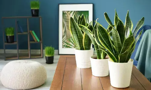 Indoor plants that naturally purify air and refresh your home