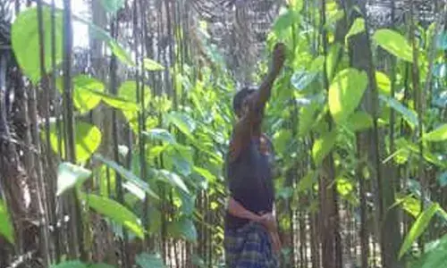 Betel leaf farmers in TNs Dharmapuri seek govt support amid falling prices