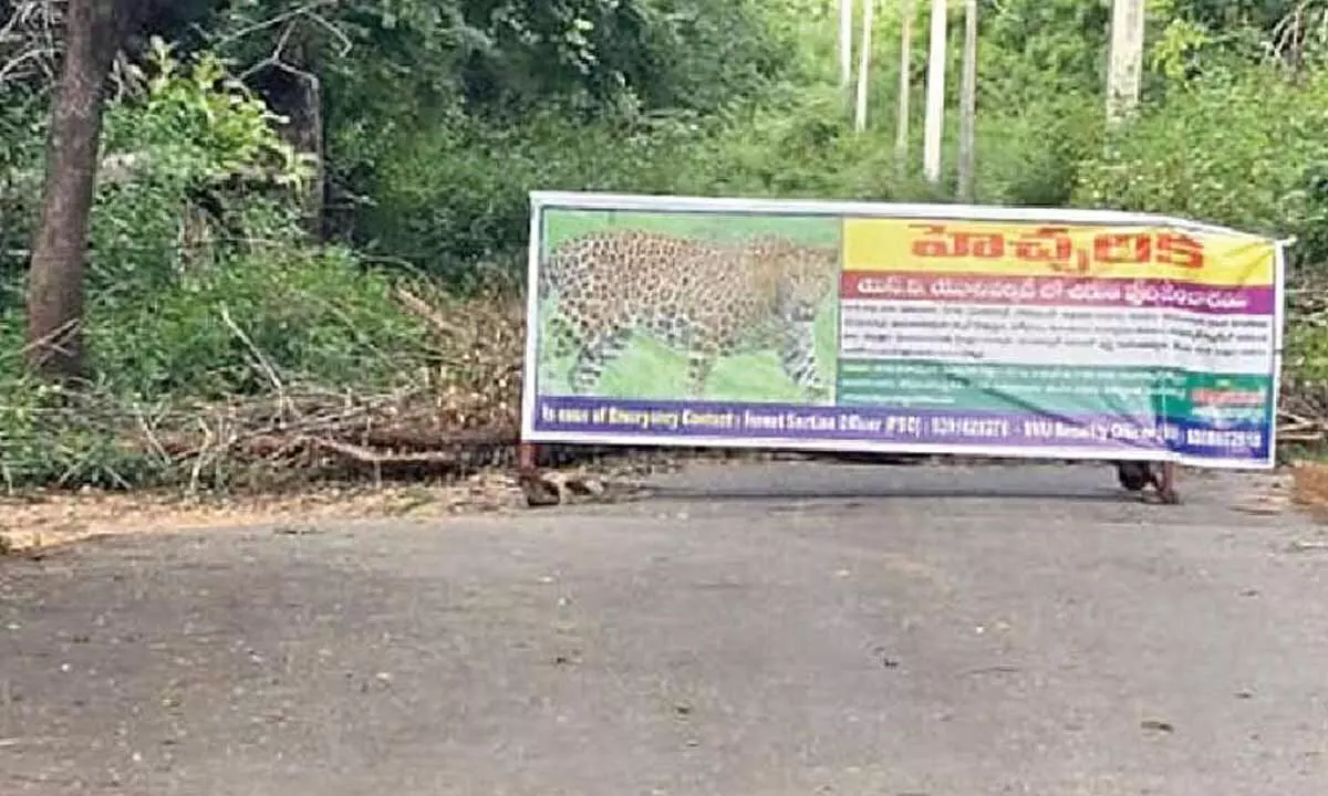 Panic grips SVU, Vedic campuses after fresh leopard sightings