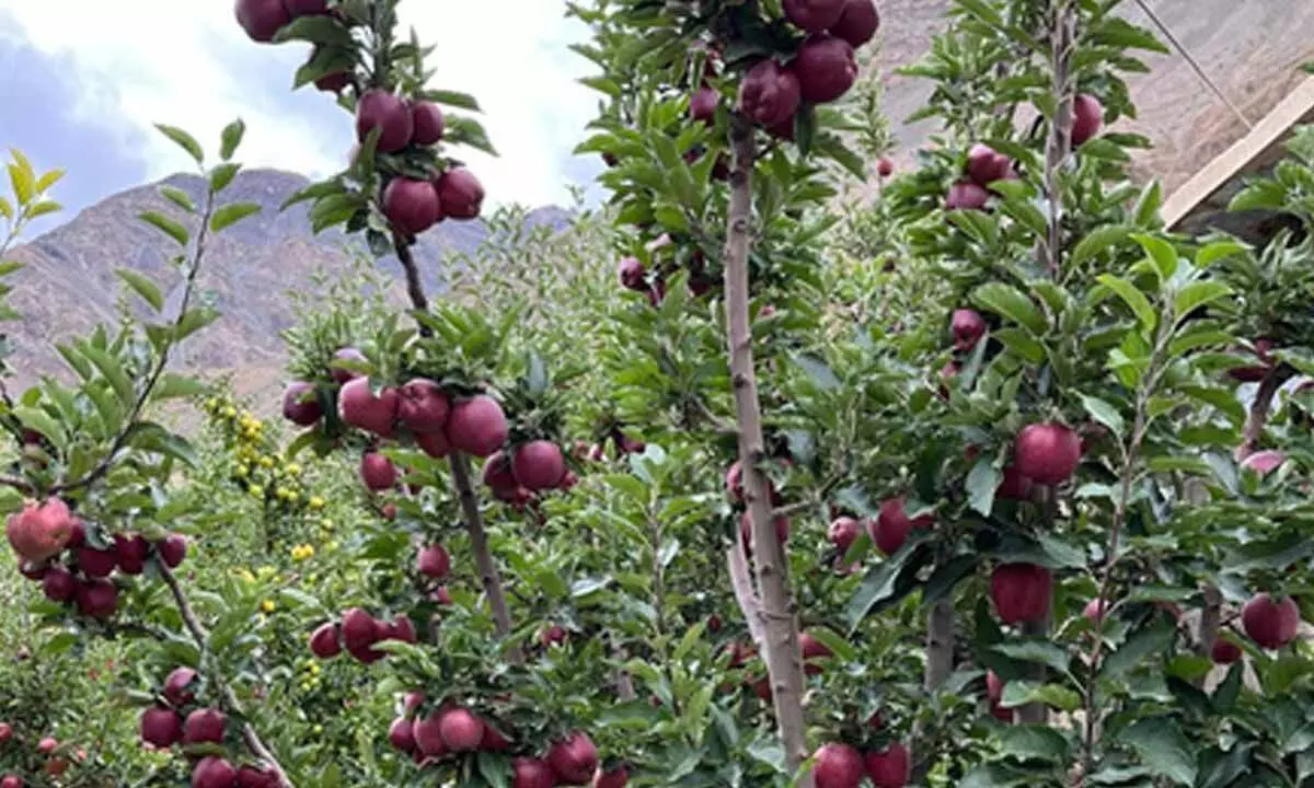Pesticide-free apples of Himachal Pradeshs Spiti get remunerative prices