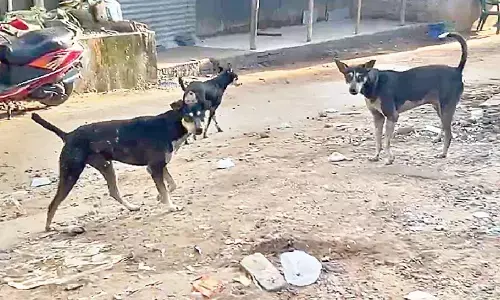 Bhubaneswar home to 47K stray dogs