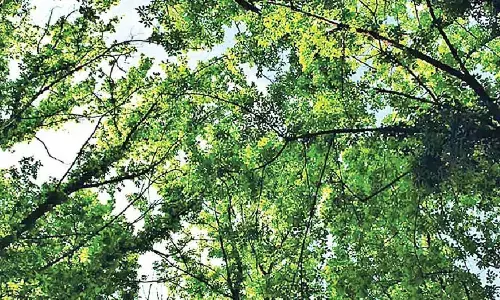 1,092 trees to be axed from JP Nagar to Hebbal Kempapura