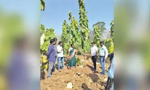 Saving poniki trees to promote Nirmal toys