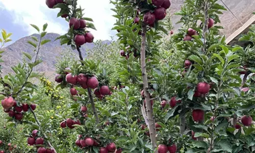Pesticide-free apples of Himachal Pradeshs Spiti get remunerative prices