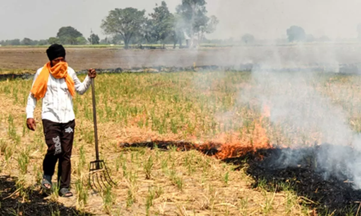 After floods in Punjab and Haryana, stubble burning decreased by 77 pc