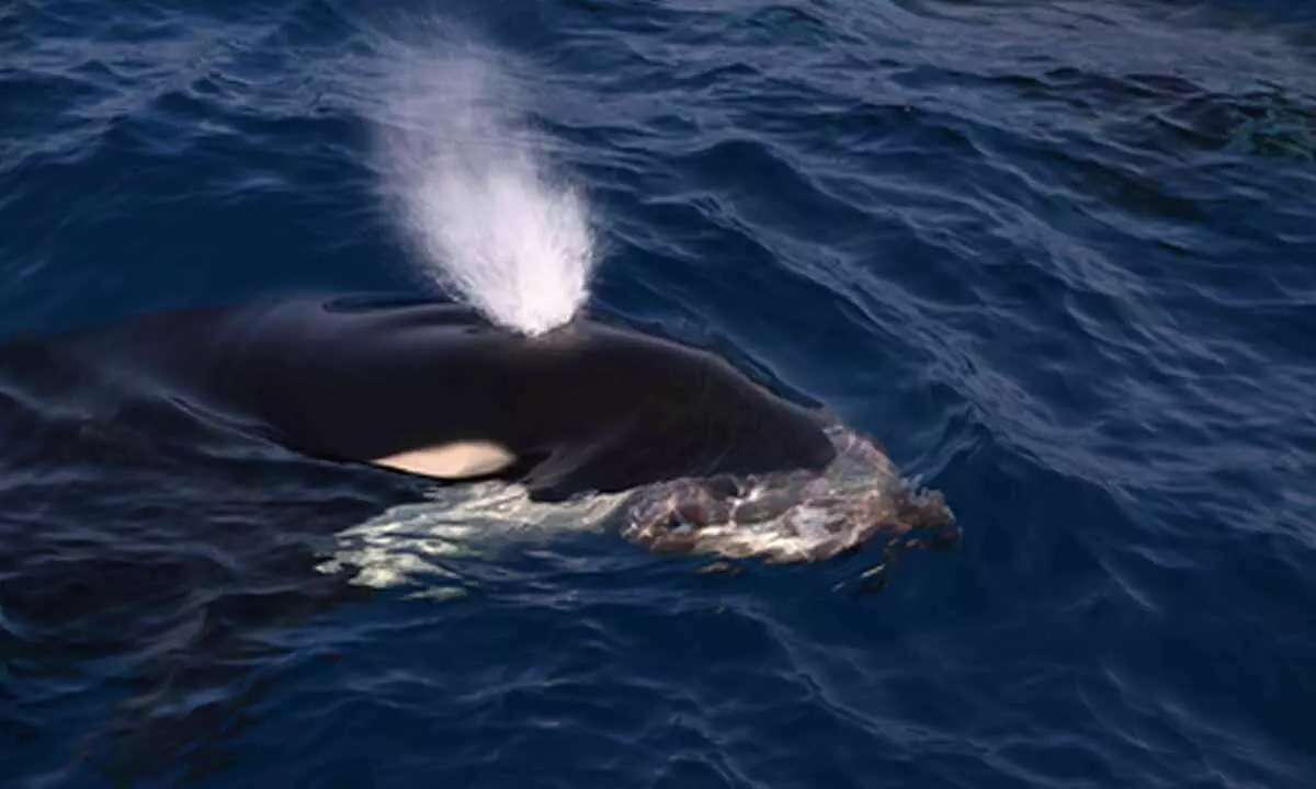 CMFRI study secures US market access for Indian seafood exports CMFRI study secures US market access for Indian seafood exports