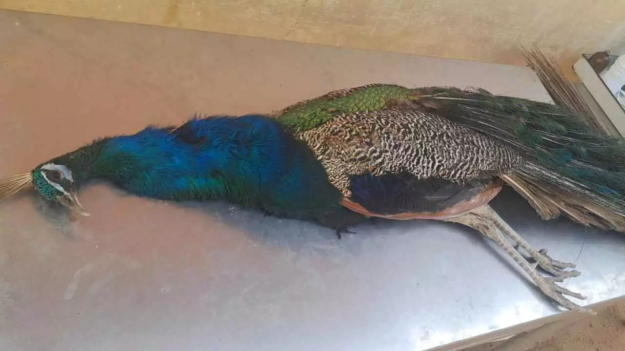Recovered peacocks: Two of the recovered peacocks were released in the forest. One peacock died today.