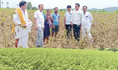 Cotton farmers in Khammam stare at poor yields