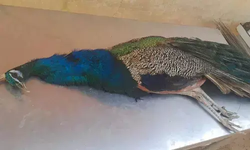Recovered peacocks: Two of the recovered peacocks were released in the forest. One peacock died today.