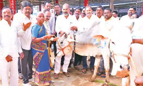 Aadi Srinivas distributes over 200 temple bulls to farmers