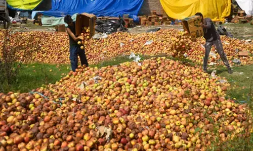 J&K govt to crack down on artificial colouring of apples