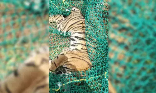 Tiger that attacked farmer captured; government to provide full compensation to critically injured