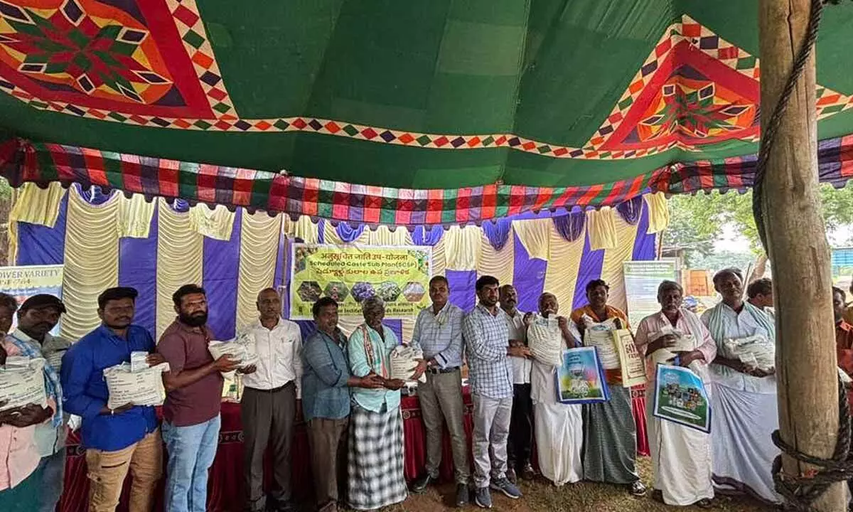 Oilseed initiative brings new opportunities for SC farmers in Kurnool Oilseed initiative brings new opportunities for SC farmers in Kurnool