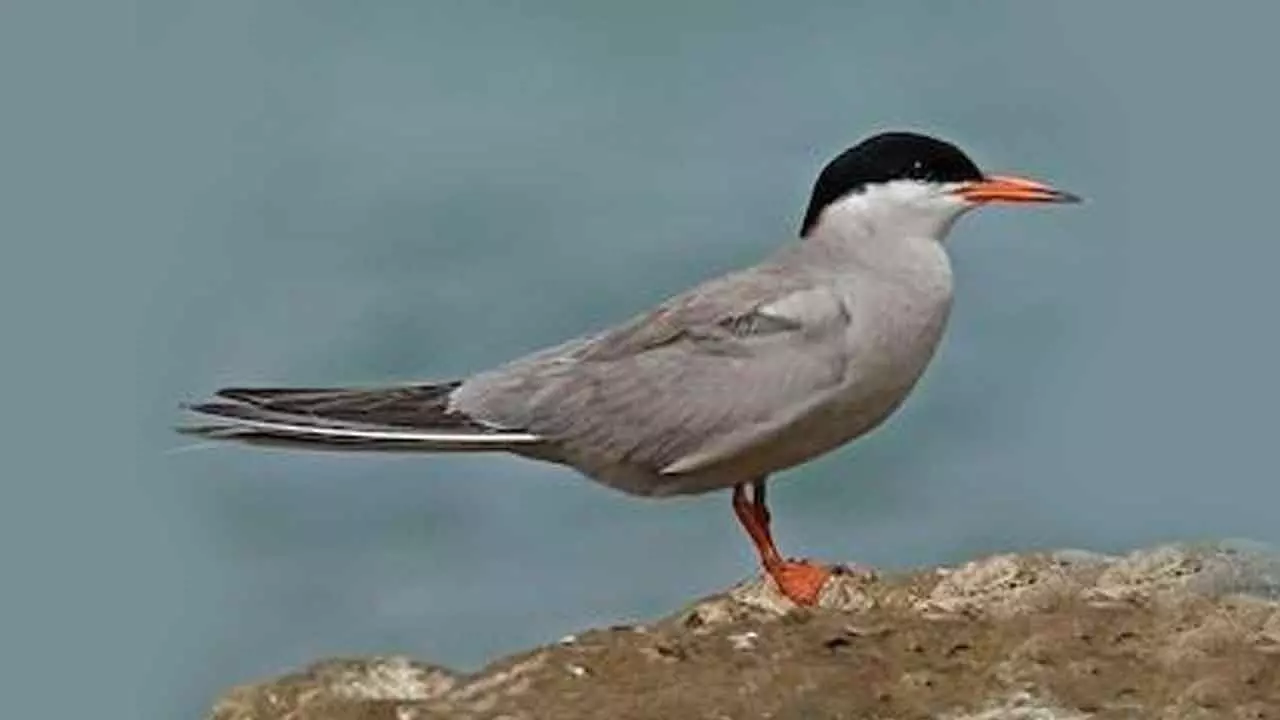 Rare Arctic and White-Cheeked Terns spotted for first time in TN‘s Puthalam Saltpans