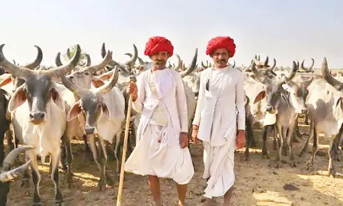 Cow, culture and economy: Global dairy politics