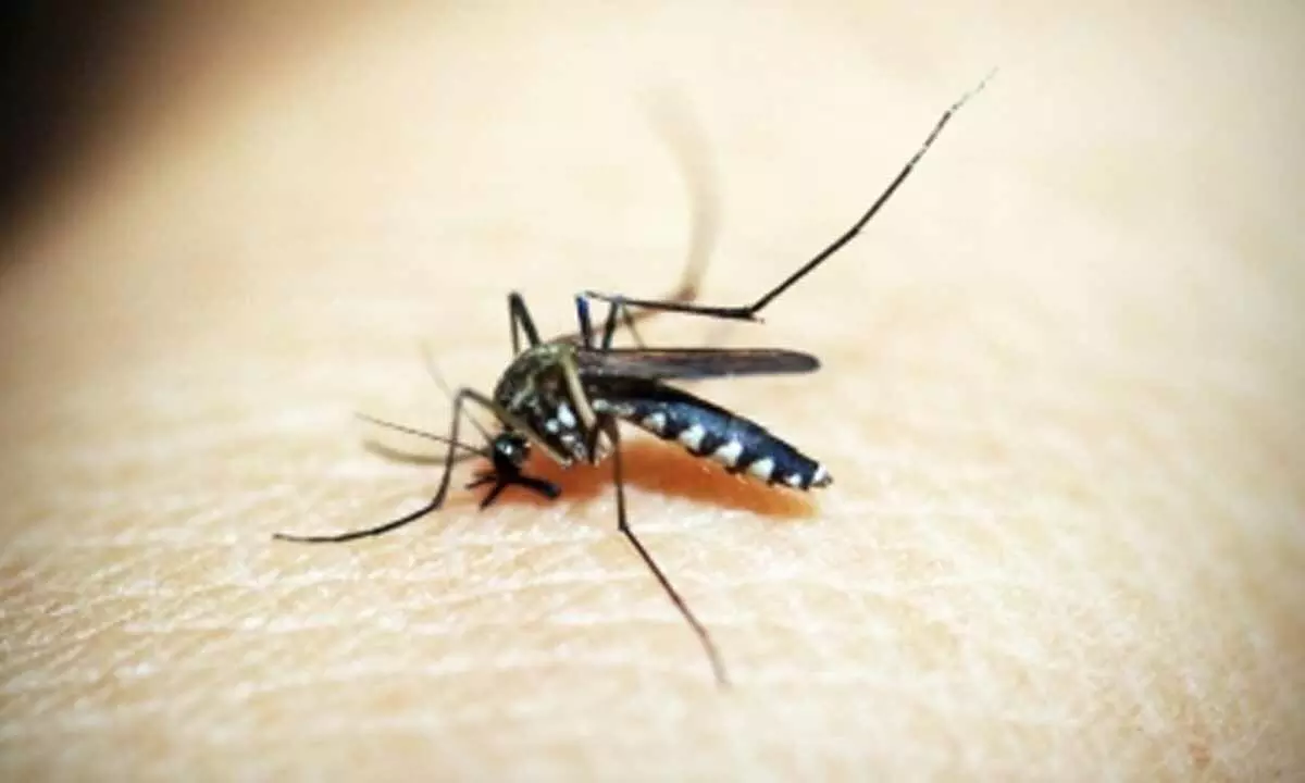 New monoclonal antibody shows promise against malaria infection in early clinical trial New monoclonal antibody shows promise against malaria infection in early clinical trial